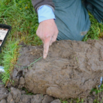 Bodenprobe im Feld